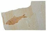Fossil Fish (Knightia) - Wyoming #210102-1